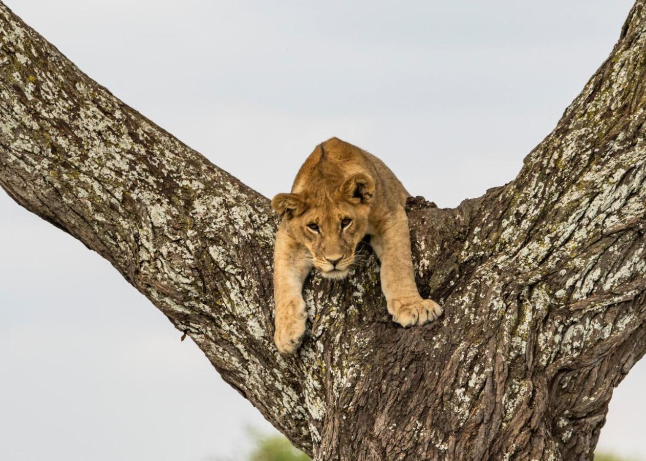 Melia Serengeti Lodge Member Of Melia Collection Екстер'єр фото