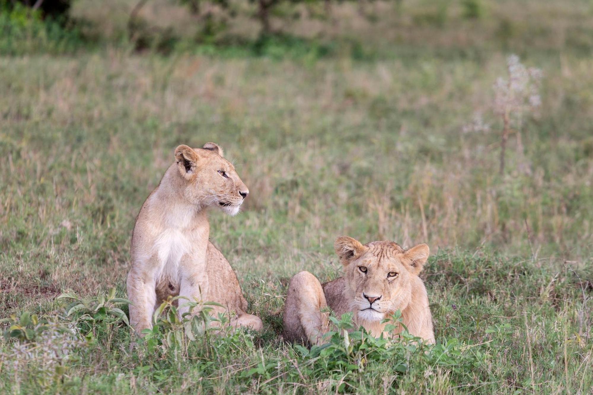 Melia Serengeti Lodge Member Of Melia Collection Екстер'єр фото