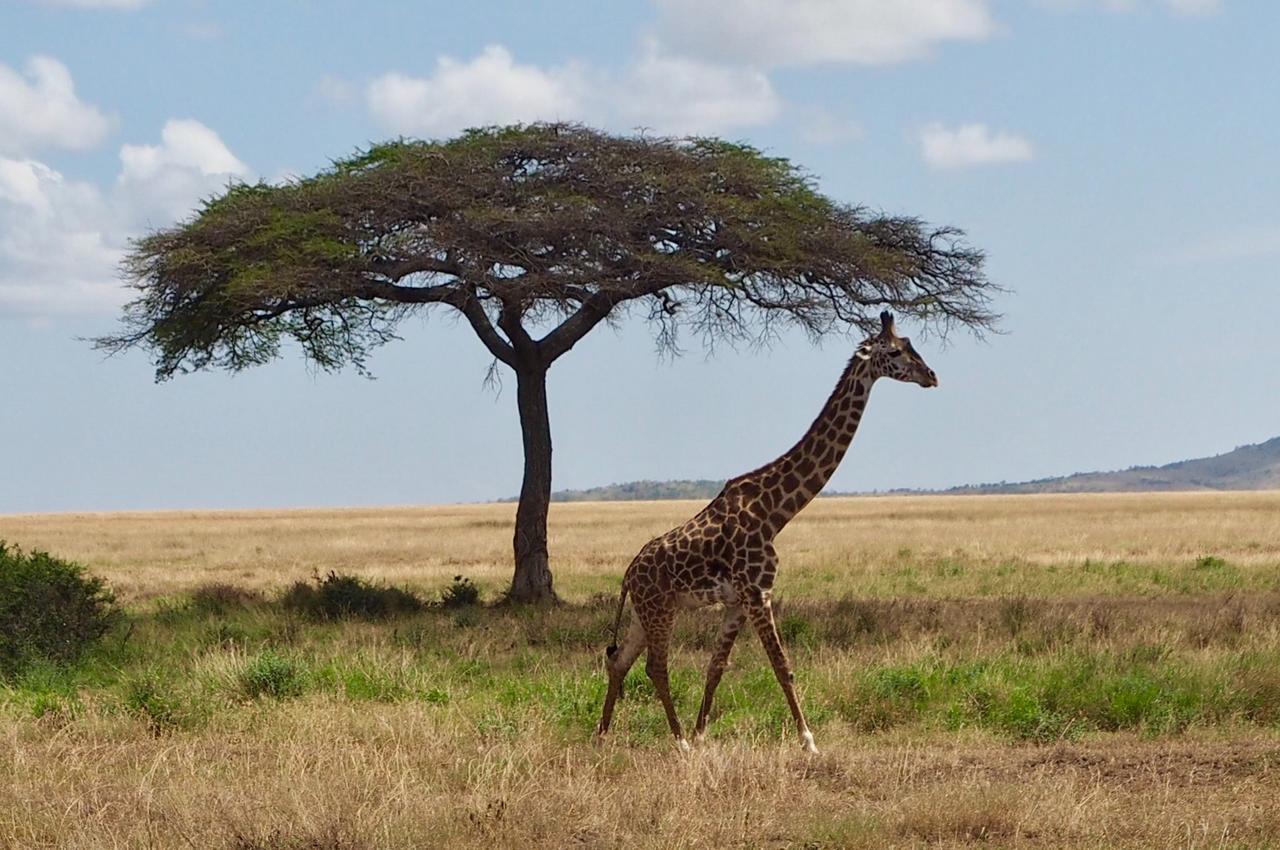 Melia Serengeti Lodge Member Of Melia Collection Екстер'єр фото